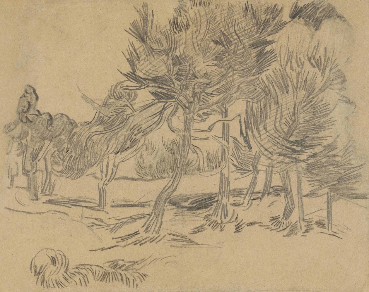 Skupina borovic od Vincent van Gogh