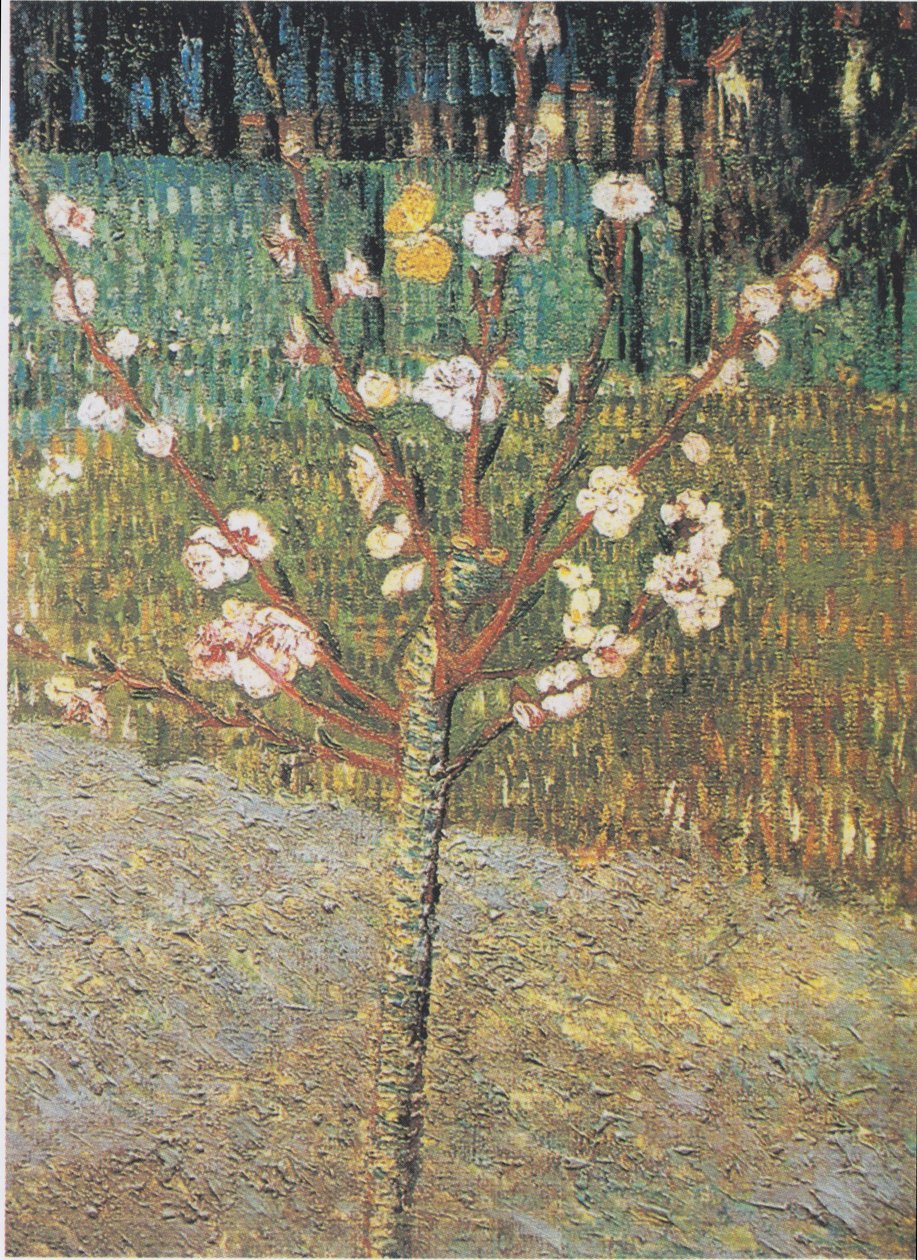 Kvetoucí mandloň od Vincent van Gogh