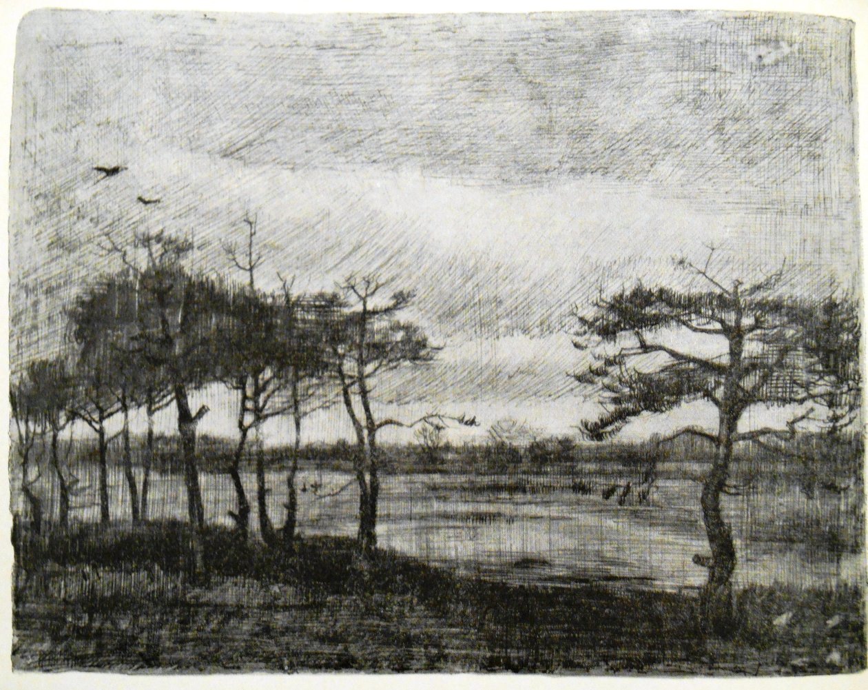 Jedle od bažiny od Vincent van Gogh
