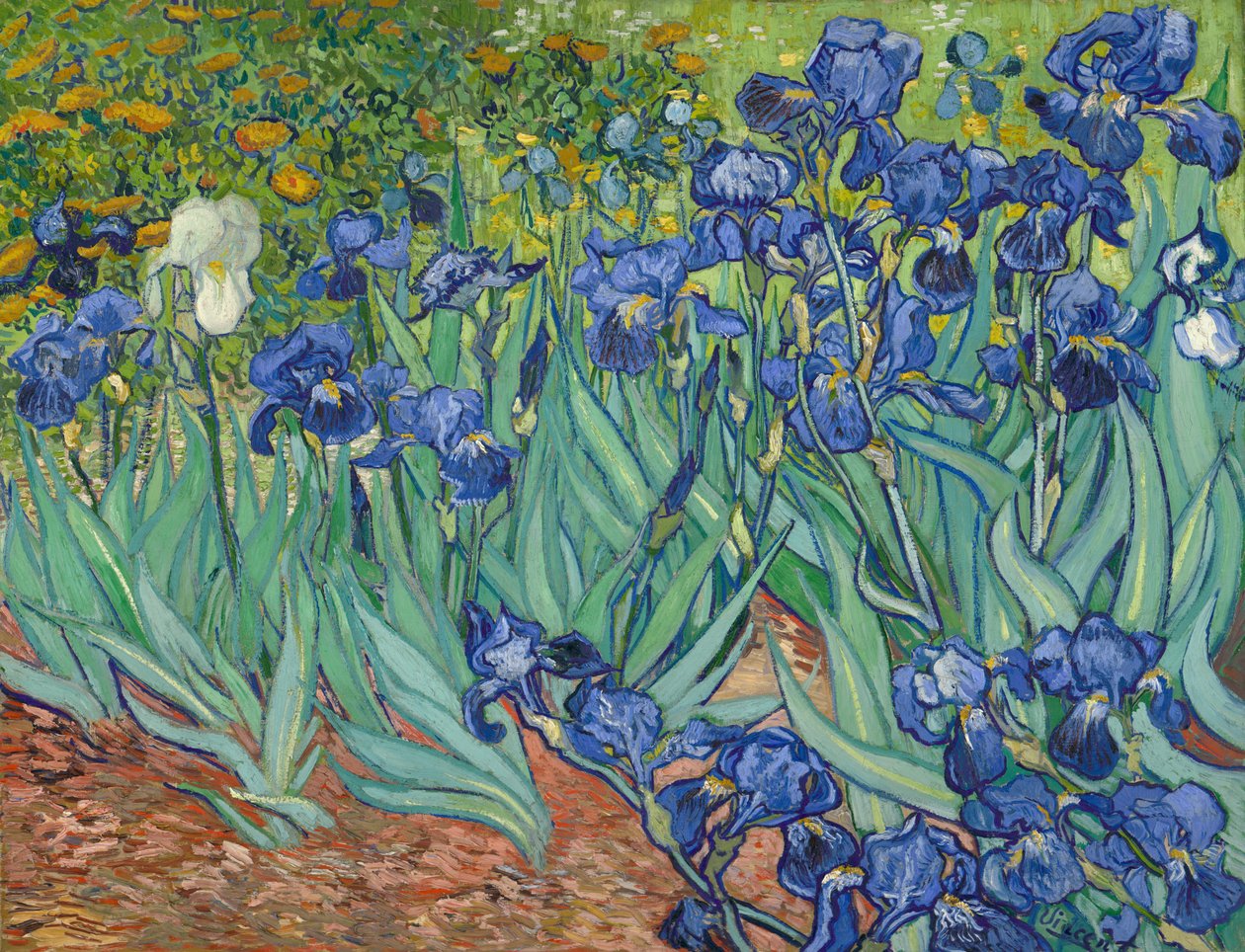 Kosatce od Vincent van Gogh