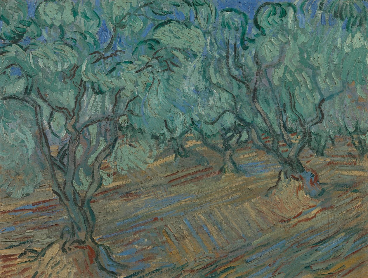 Olivový háj od Vincent van Gogh