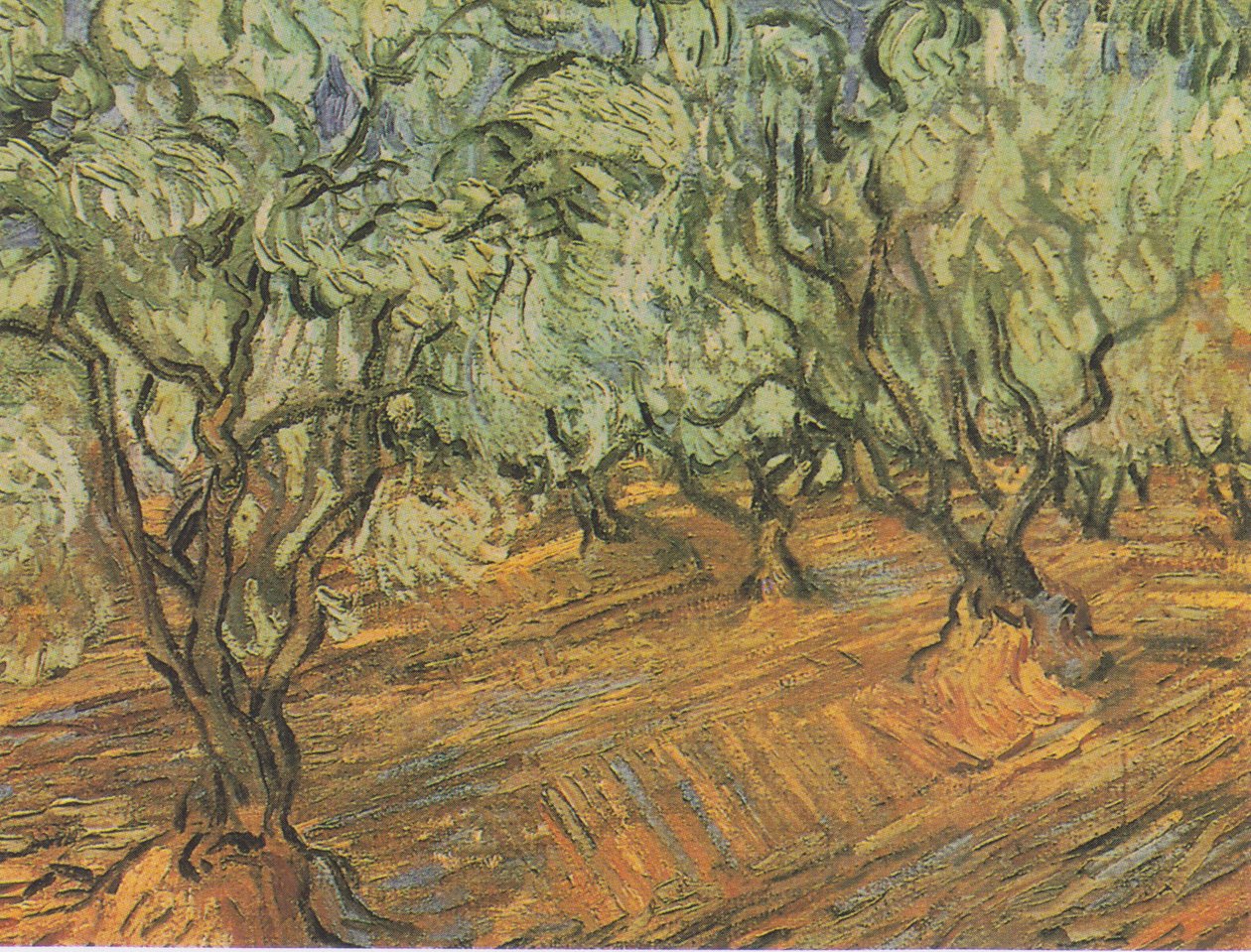 Olivový háj s modrou oblohou od Vincent van Gogh
