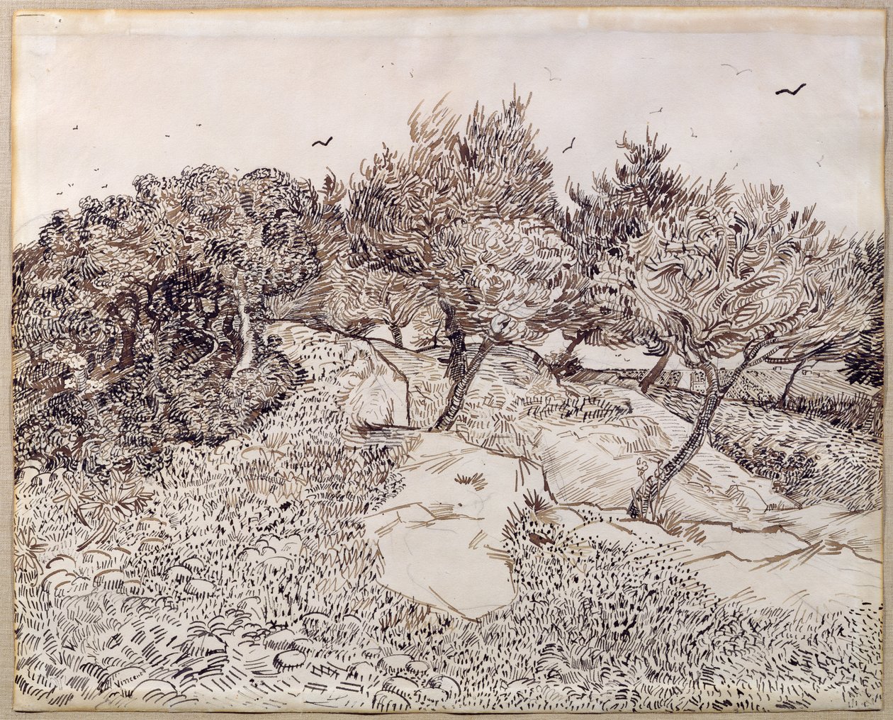 Olivovníky od Vincent van Gogh