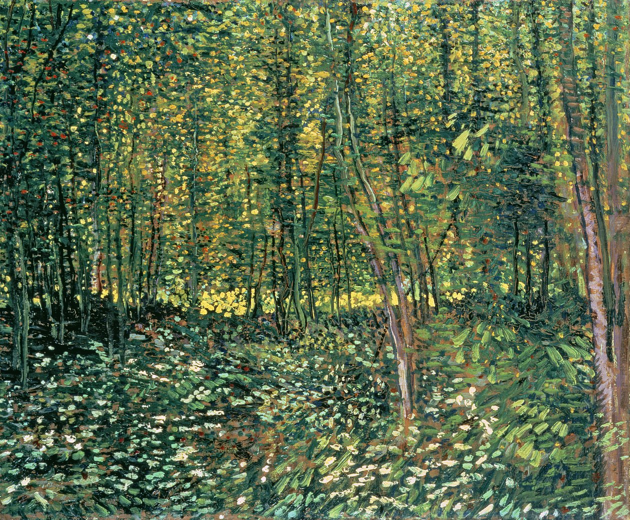 Stromy a podrost, 1887 od Vincent van Gogh
