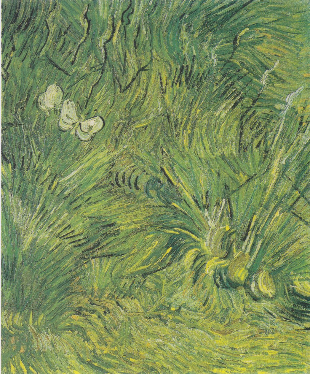Dva bílí motýli od Vincent van Gogh