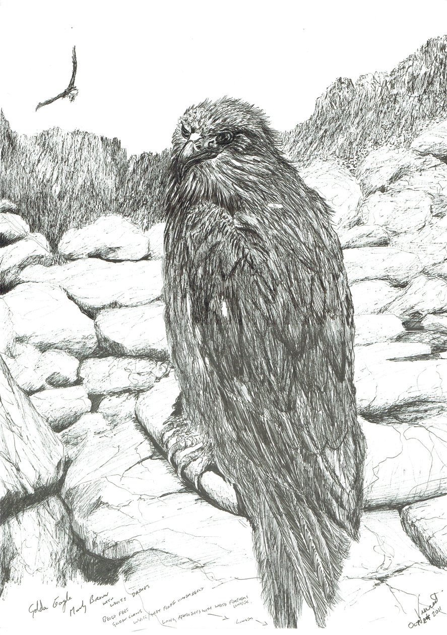 Orli z Vysočiny, 2011 od Vincent Alexander Booth