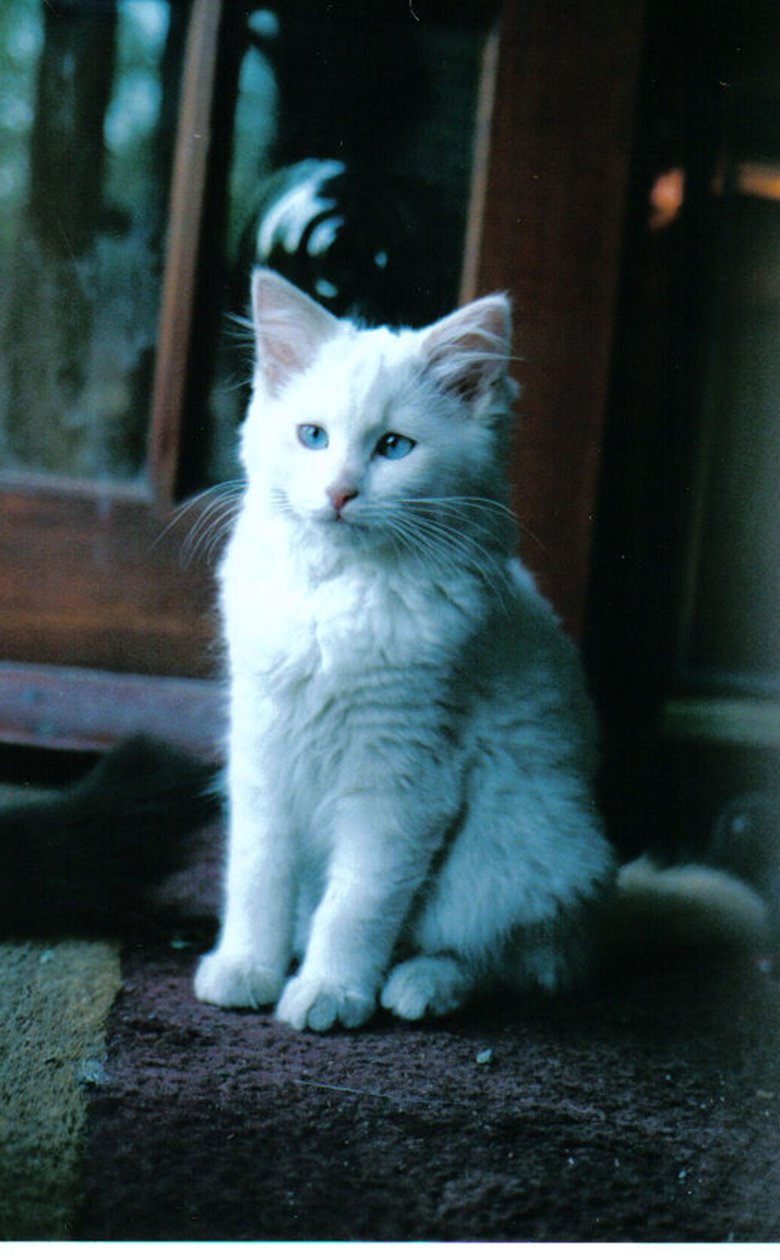 Ledové kotě, 2006 od Vincent Alexander Booth