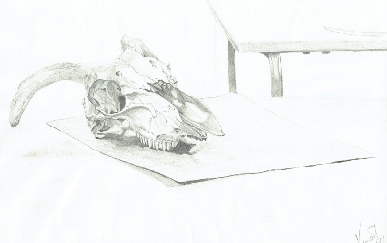 Lebka od Vincent Alexander Booth