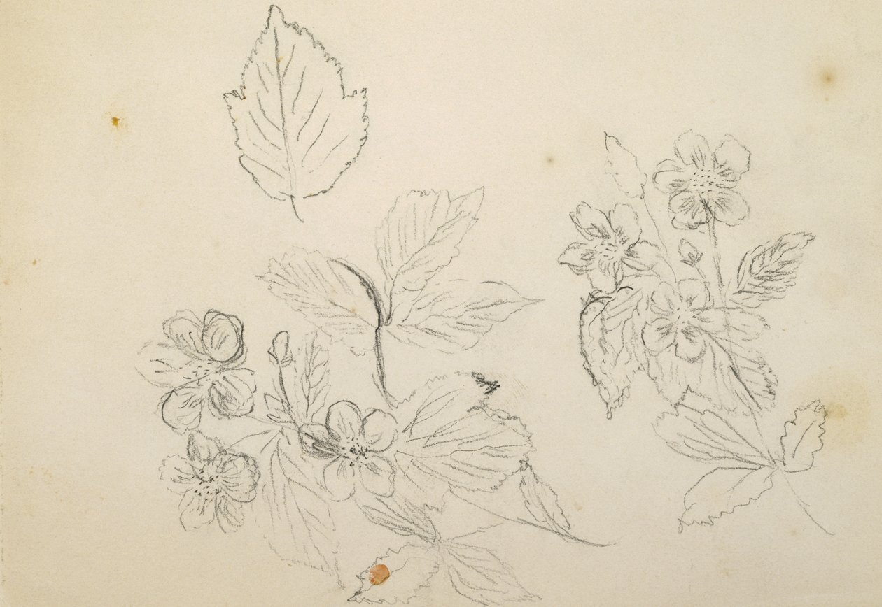 Recto: Květinová studie, 1869-1871 od Vincent Colyer