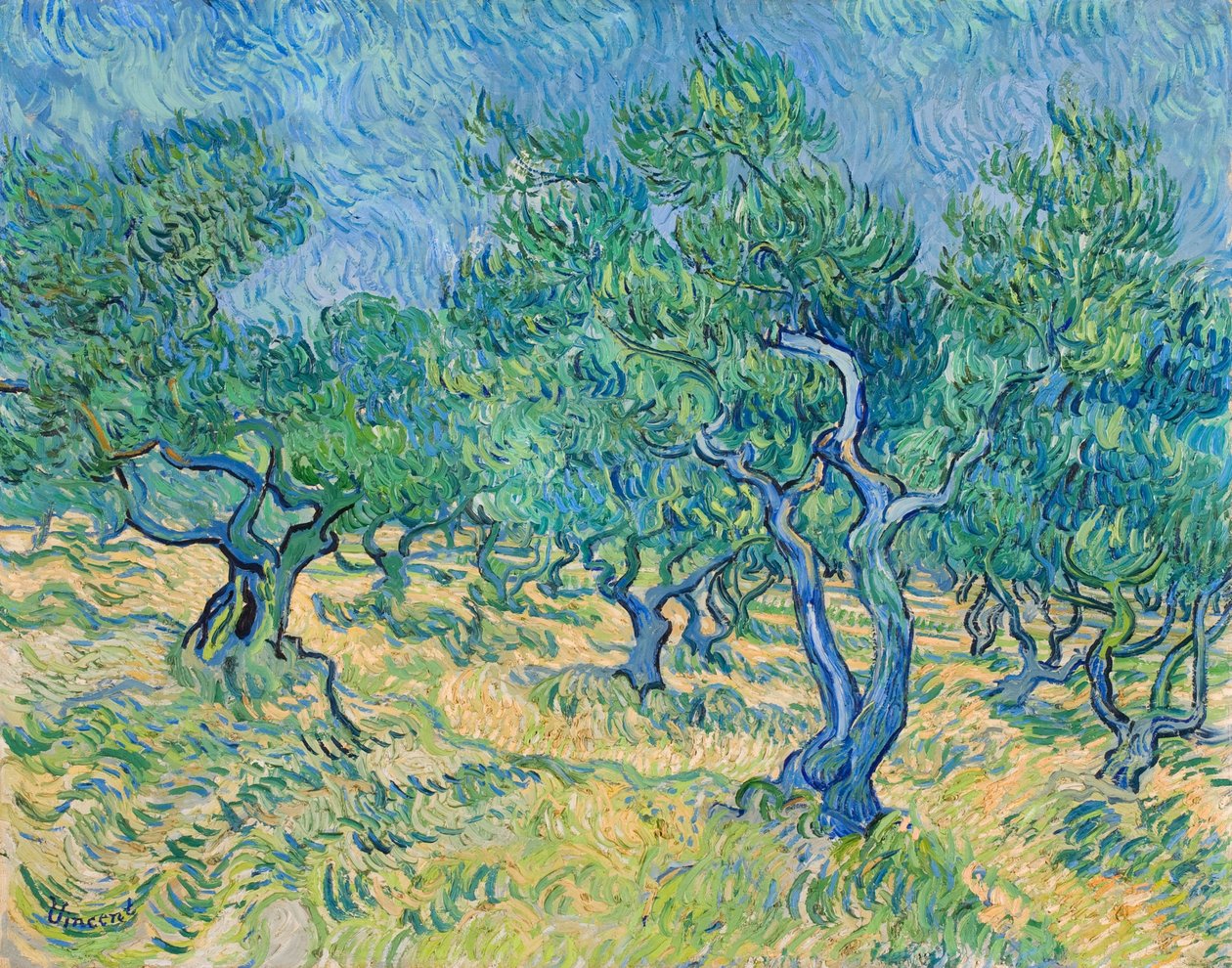 Olivový háj, 1889. od Vincent van Gogh