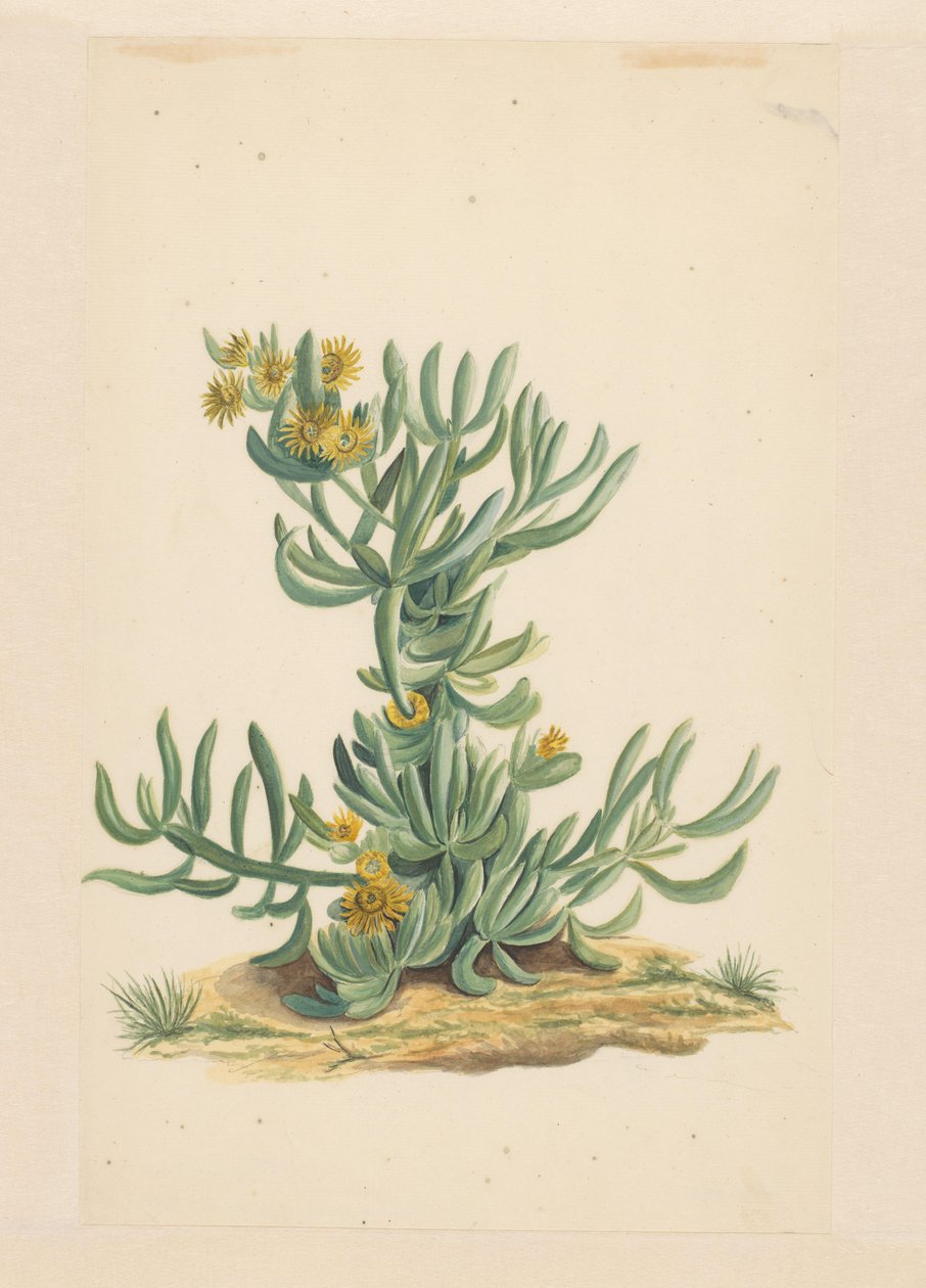 IJskruid (název na objektu) od Vincent Jansz. van der Vinne (attributed to)
