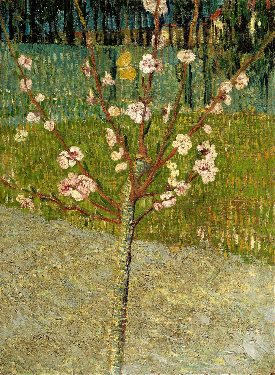Kvetoucí mandloň od Vincent van Gogh
