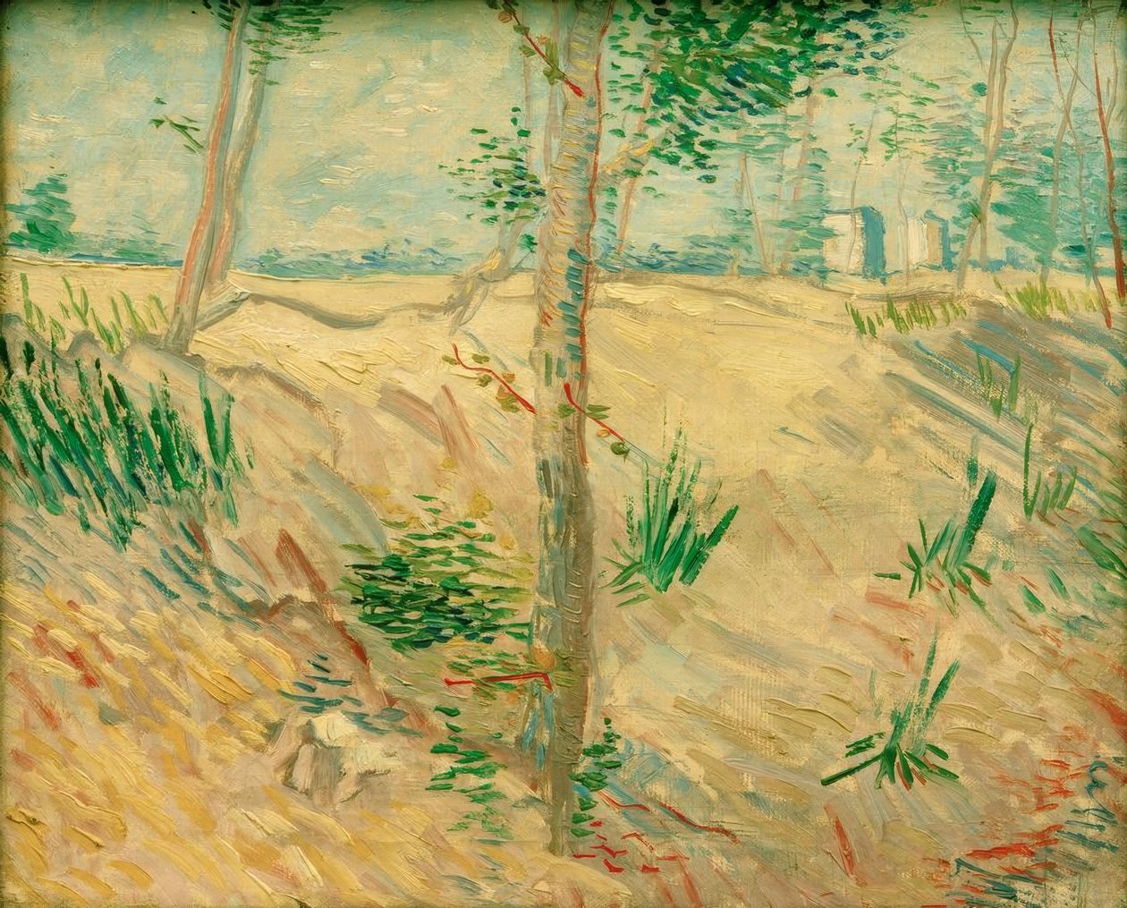 Kmeny stromů na slunci od Vincent van Gogh