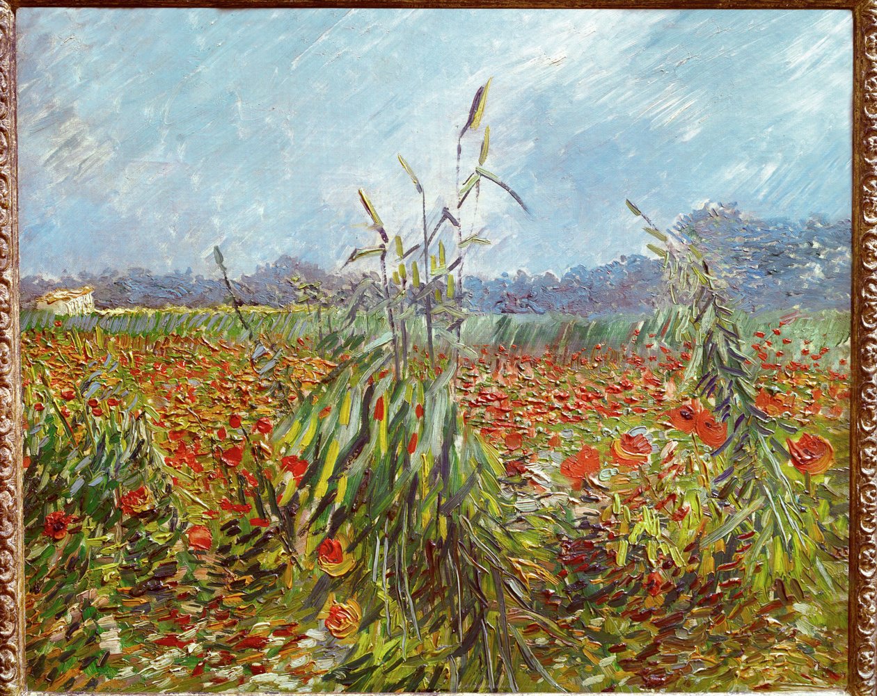 Kukuřičná pole a máky (olej na plátně) od Vincent van Gogh