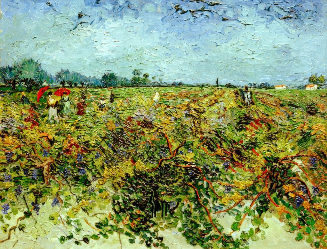Zelená vinice od Vincent van Gogh
