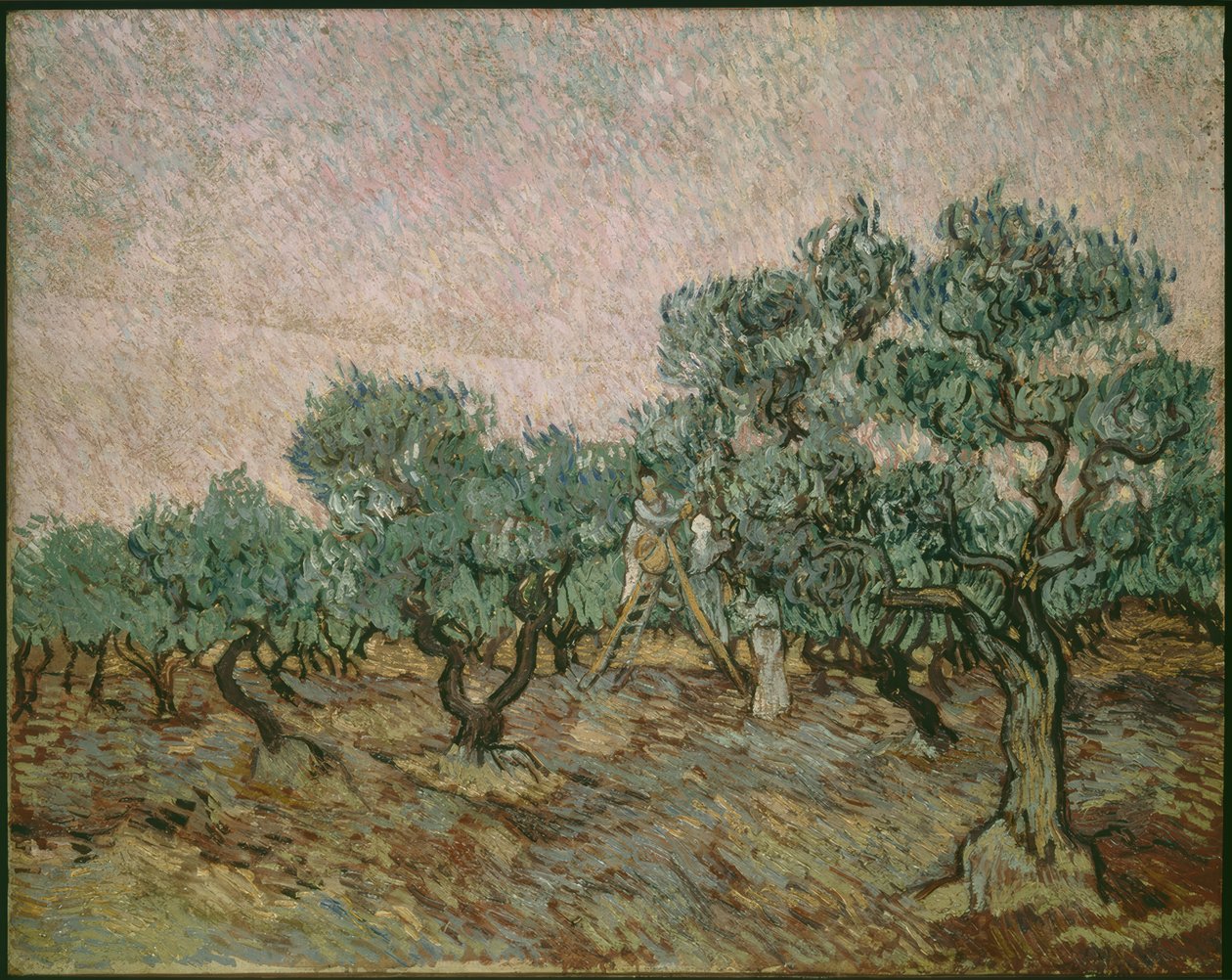 Sběrač oliv od Vincent van Gogh