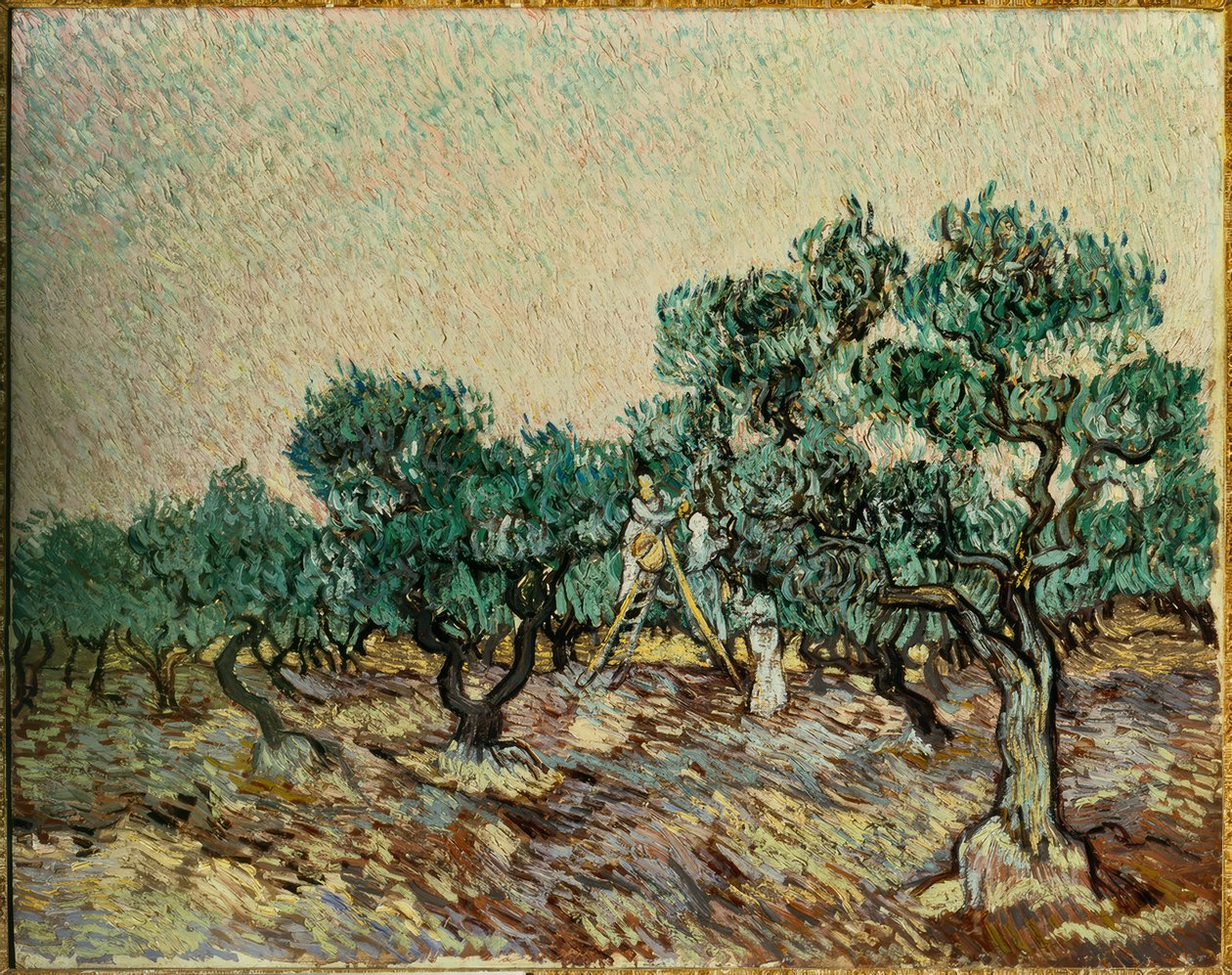 Sběrači oliv od Vincent van Gogh