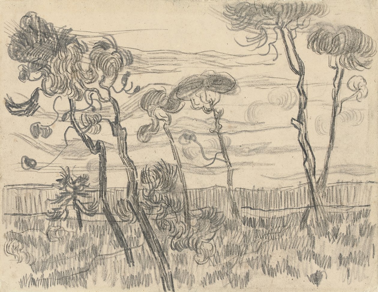 Šest borovic u ohradní zdi, 1899 od Vincent van Gogh