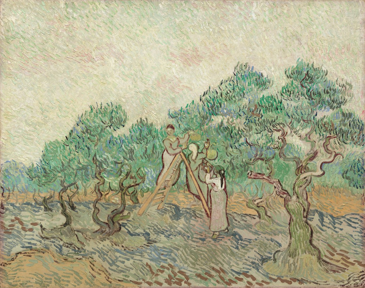 Olivový sad, 1889. od Vincent van Gogh