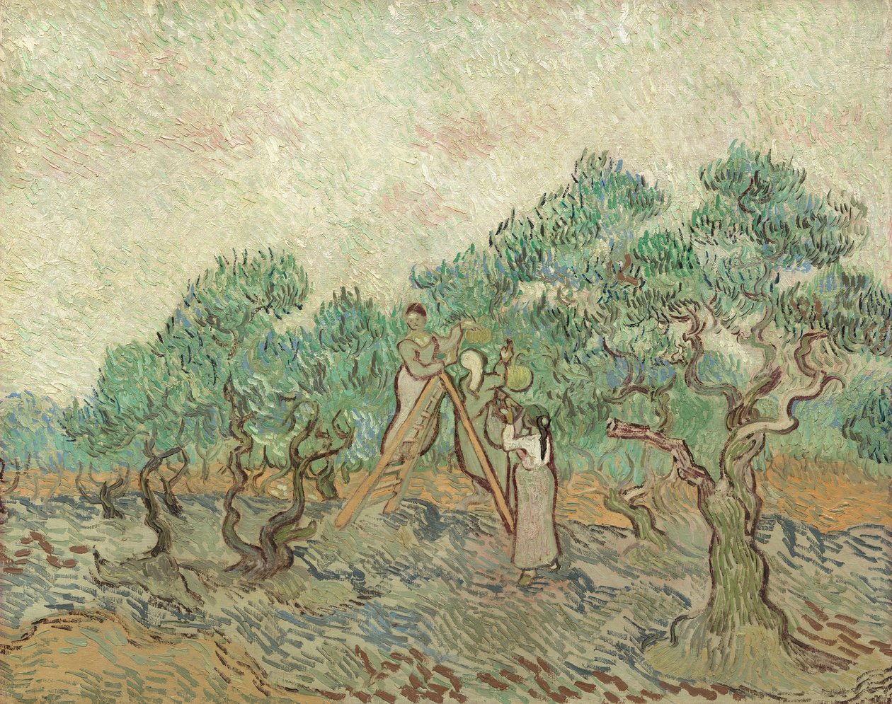 Olivový sad, 1889 od Vincent van Gogh
