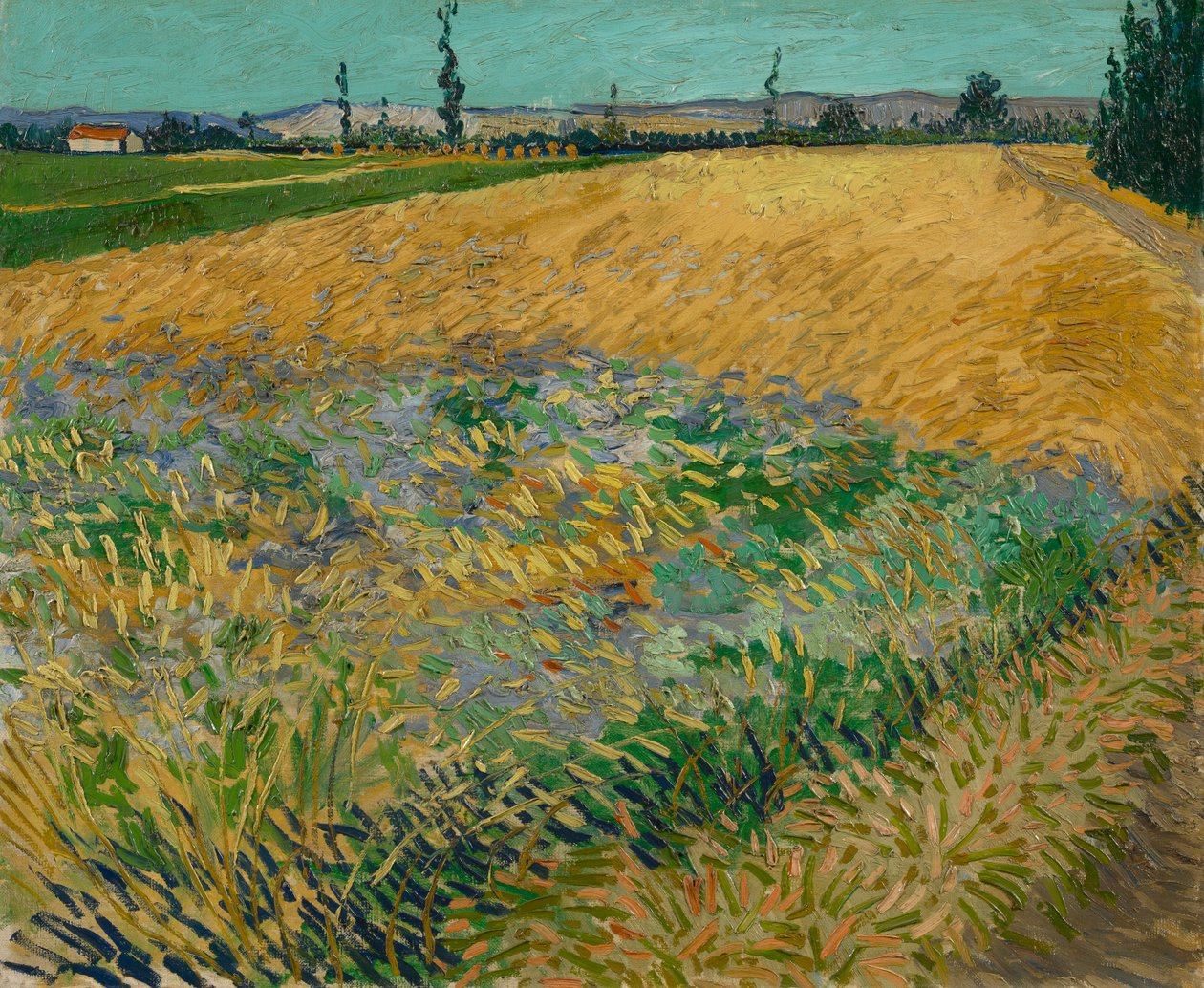 Wheatfield od Vincent van Gogh
