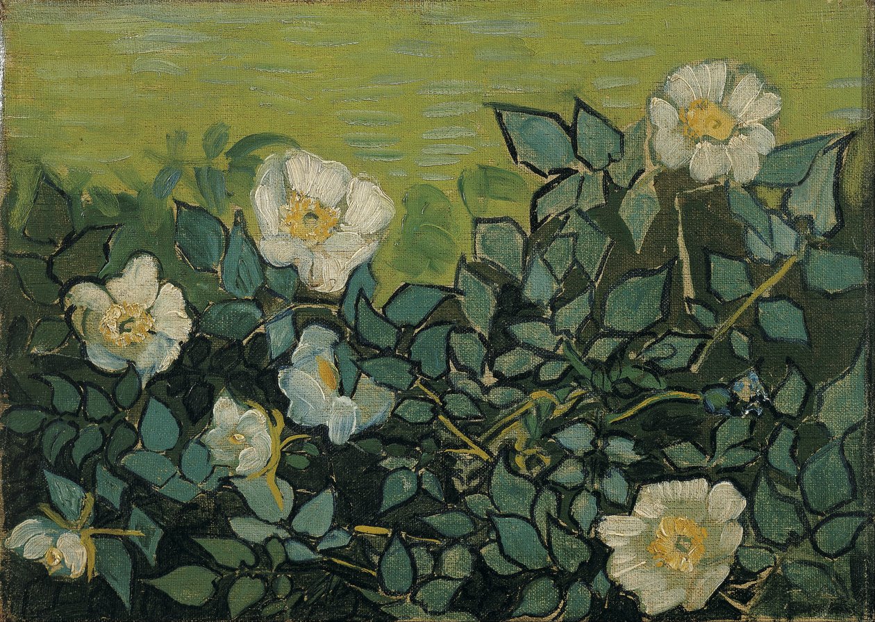 Plané růže od Vincent van Gogh