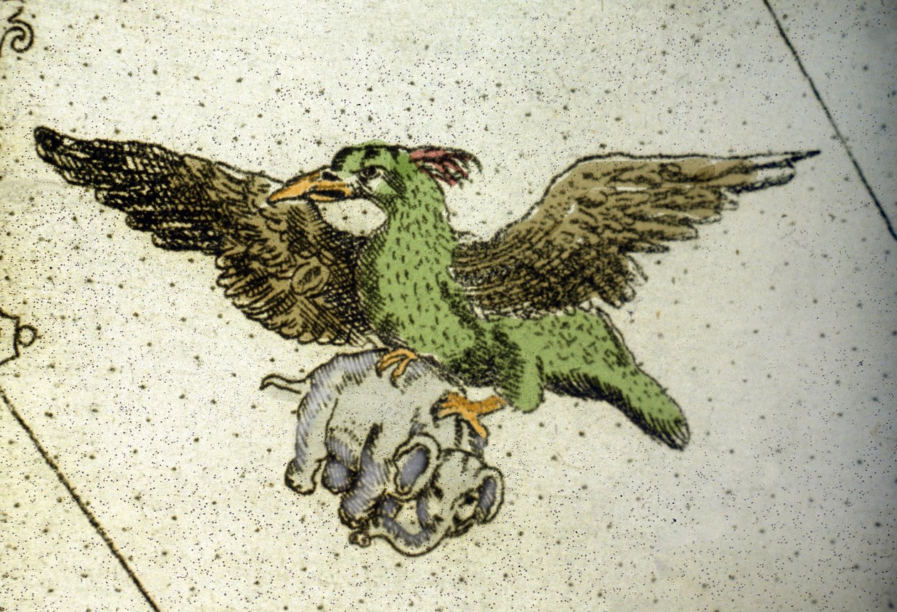 Obrovský pták Rok nosící slona mezi svými skleníky, aby ho dal svým mláďatům, je detail mapy světa od Vincenza coronelliho (1650-1718). 17. století od Vincenzo Maria Coronelli