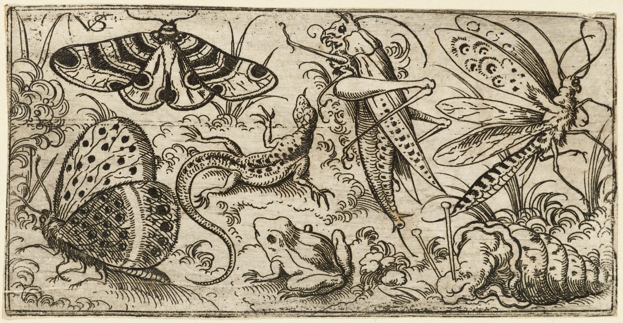 Skupina hmyzu a zvířat na rovině s trávou..., 1530 - 1562. od Virgil Solis