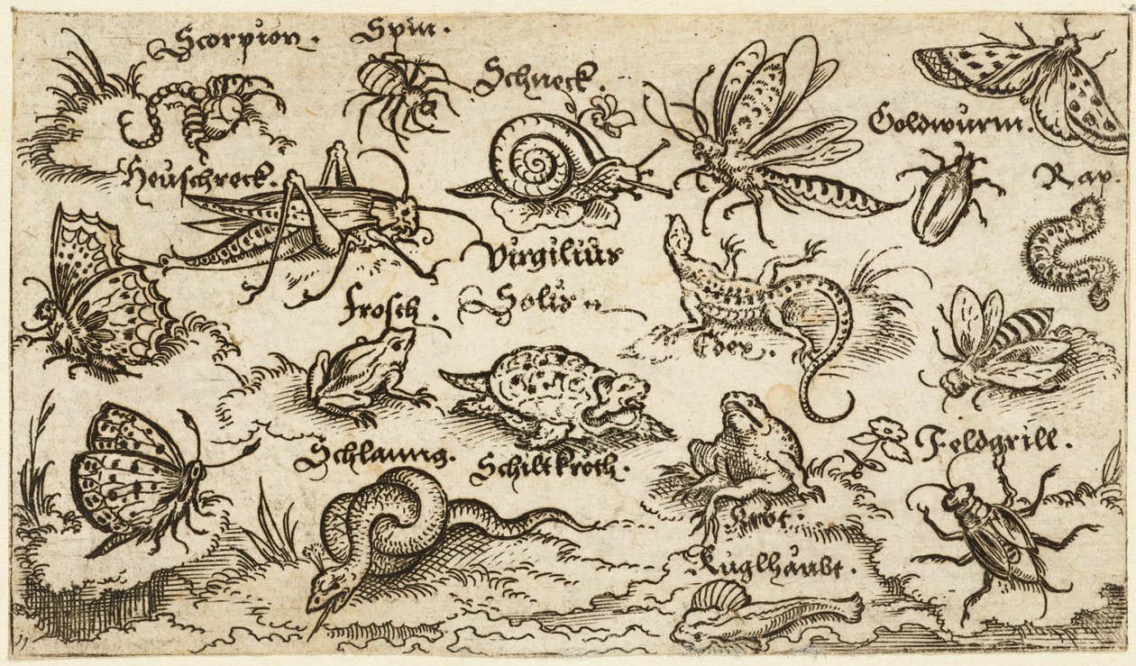 Hmyz, plazi, šneci a ryby na minimální půdě s vodou v popředí..., 1572. od Virgil Solis