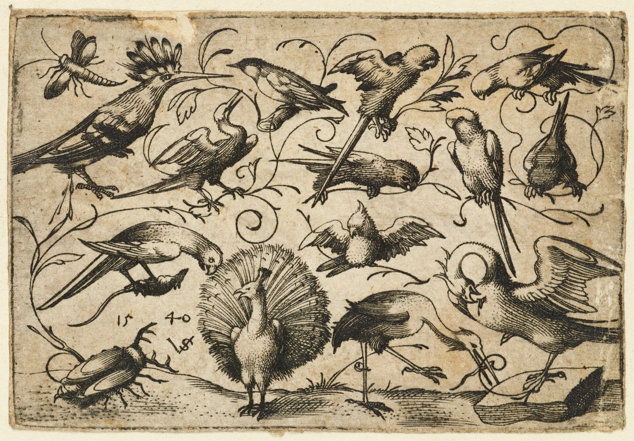 Deset ptáků na malých listových úponcích s čápem, který váže úponek kolem nohy pelikána..., 1540. od Virgil Solis