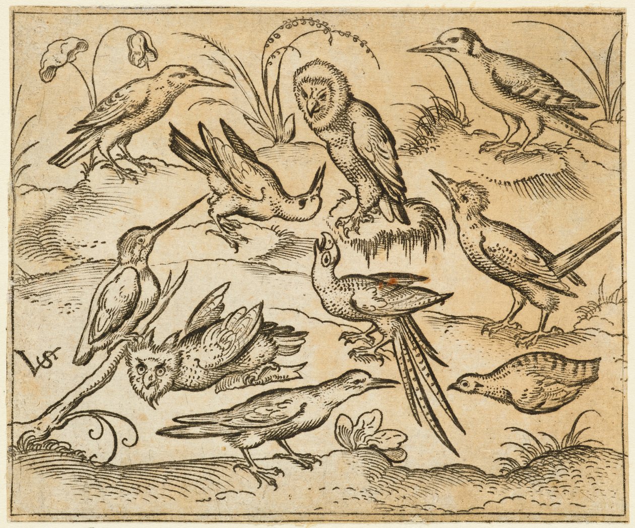 Deset ptáků sedících na větvích a kouscích trávy, včetně dvou sov a ptáka..., 1557. od Virgil Solis