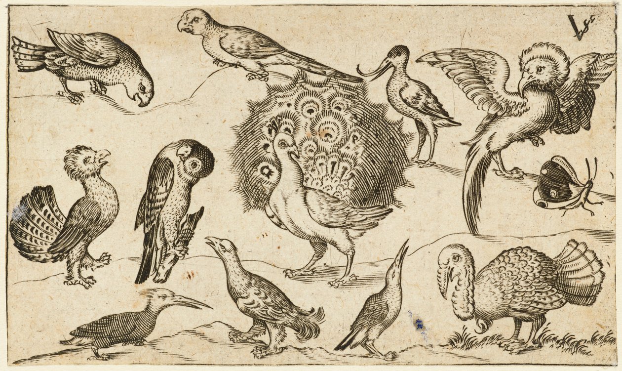 Páv uprostřed obklopený devíti dalšími ptáky, včetně krocana, a motýla na minimální půdě s malým kouskem trávy, z Douce Ornament Prints Album I od Virgilius the elder (after) Solis