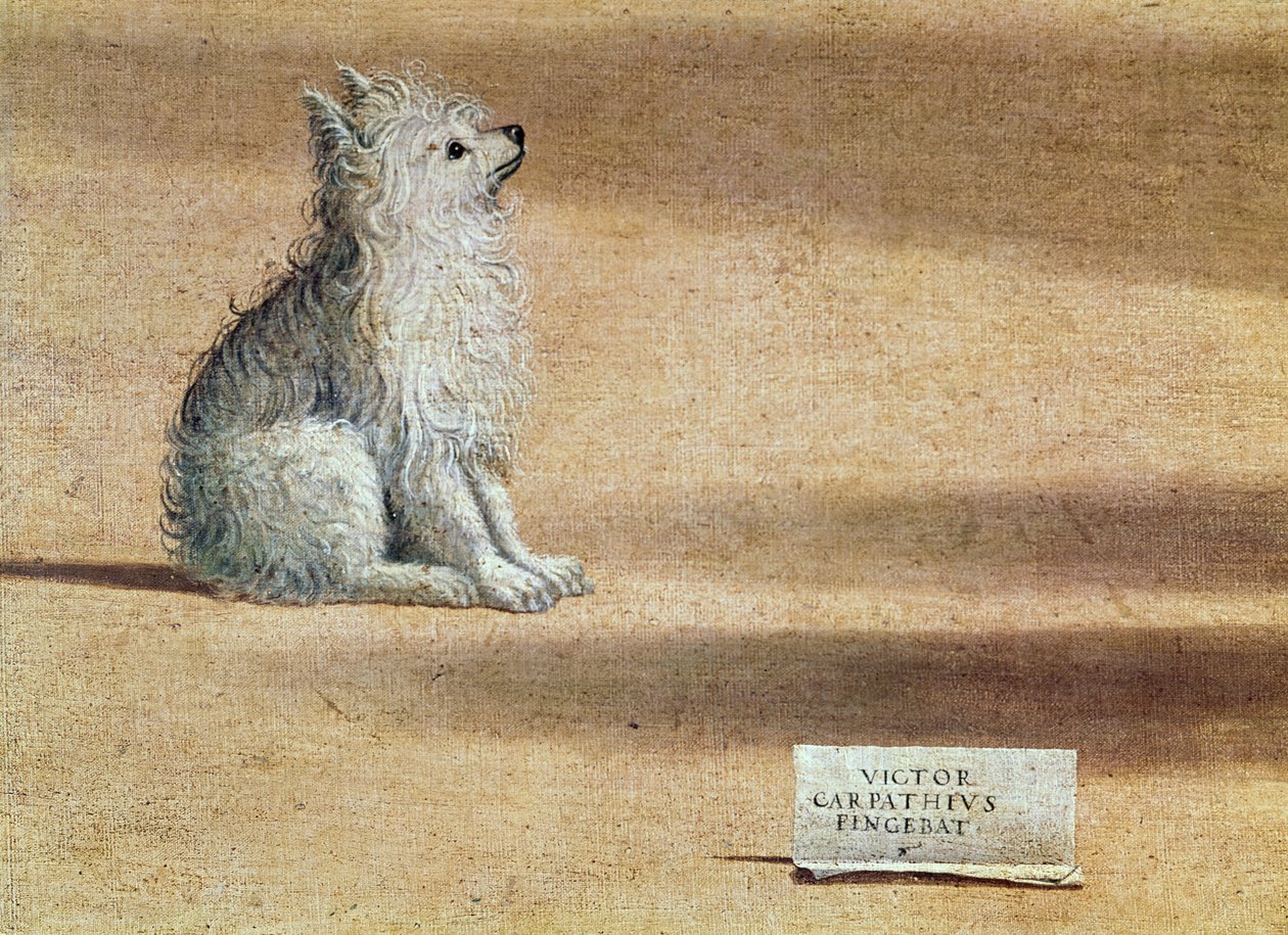 Vidění svatého Augustina, detail psa, 1502-08 od Vittore Carpaccio