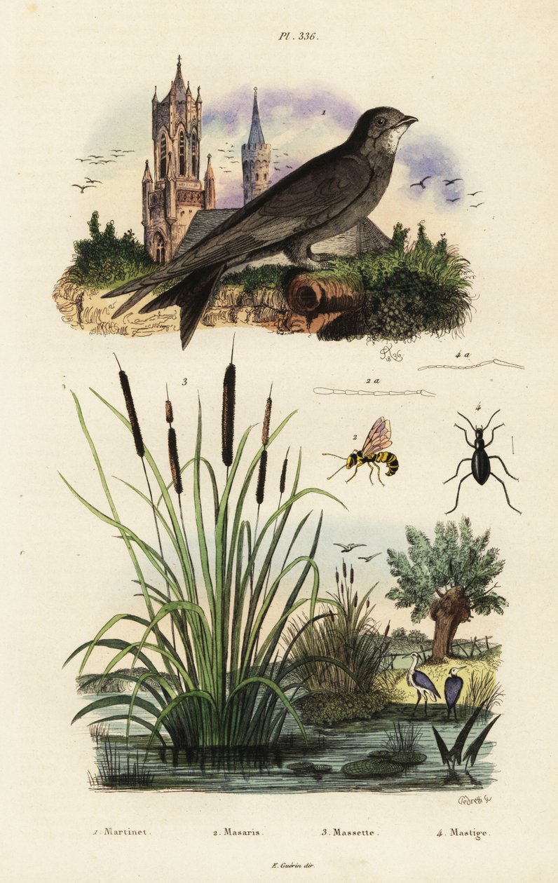 Swift alpský, sitina, brouk a vosa., 1834-1839 (rytina) od Vittore Pedretti