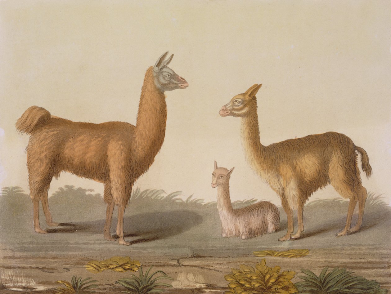Lamy alpaka (vlevo) a vicuna (vpravo), z Le Costume Ancien et Moderne, svazek II, deska 12, od Julese Ferraria, vydáno kolem 20.–30. let 19. století od Vittorio Raineri