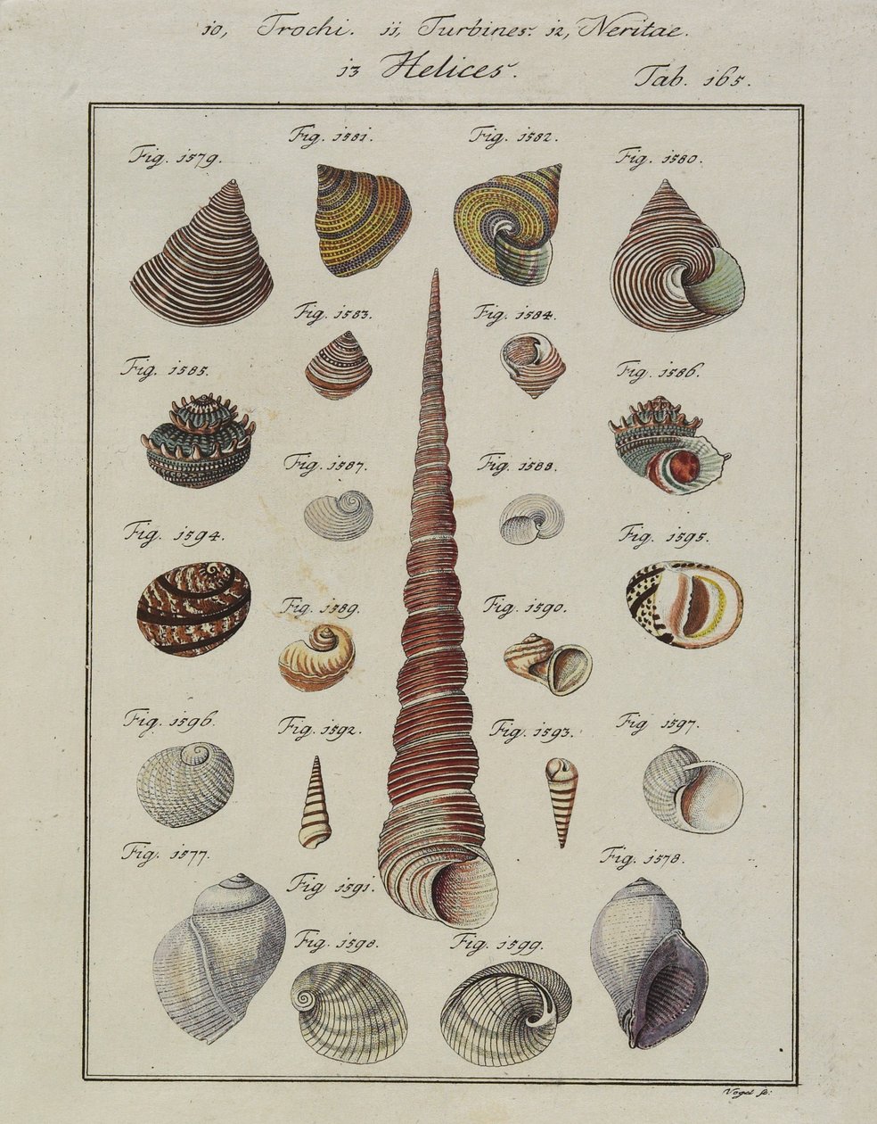 Mořské mušle: Trochi, Turbíny, Neritae Helices, z Neues Systematisches Conchylien-Cabinet, 1784 (ručně kolorovaný lept a rytina) od Vogel