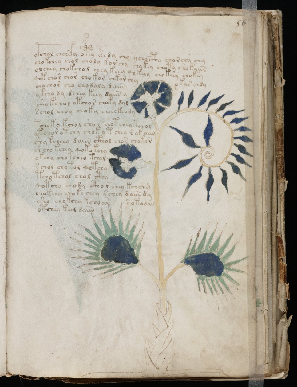 Tato stránka Voynichova rukopisu by možná mohla ukázat jednu z nejstarších ilustrací Drosery. od Voynich manuscript