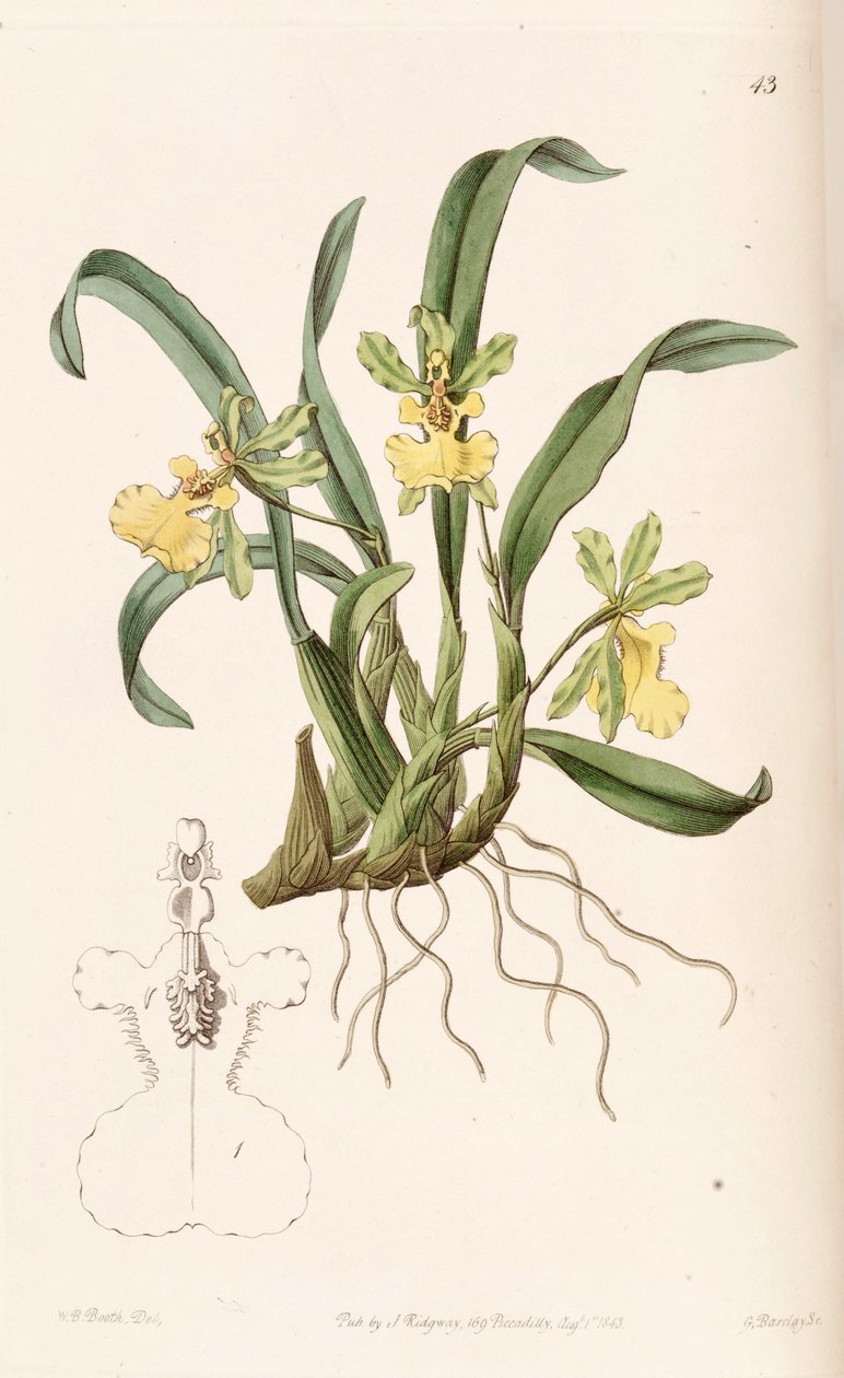 Oncidium uniflorum od W. B. Booth