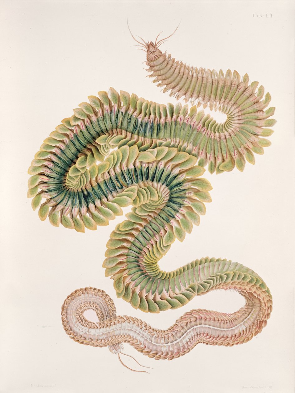 Nereis virens, 1910 od W. C. McIntosh