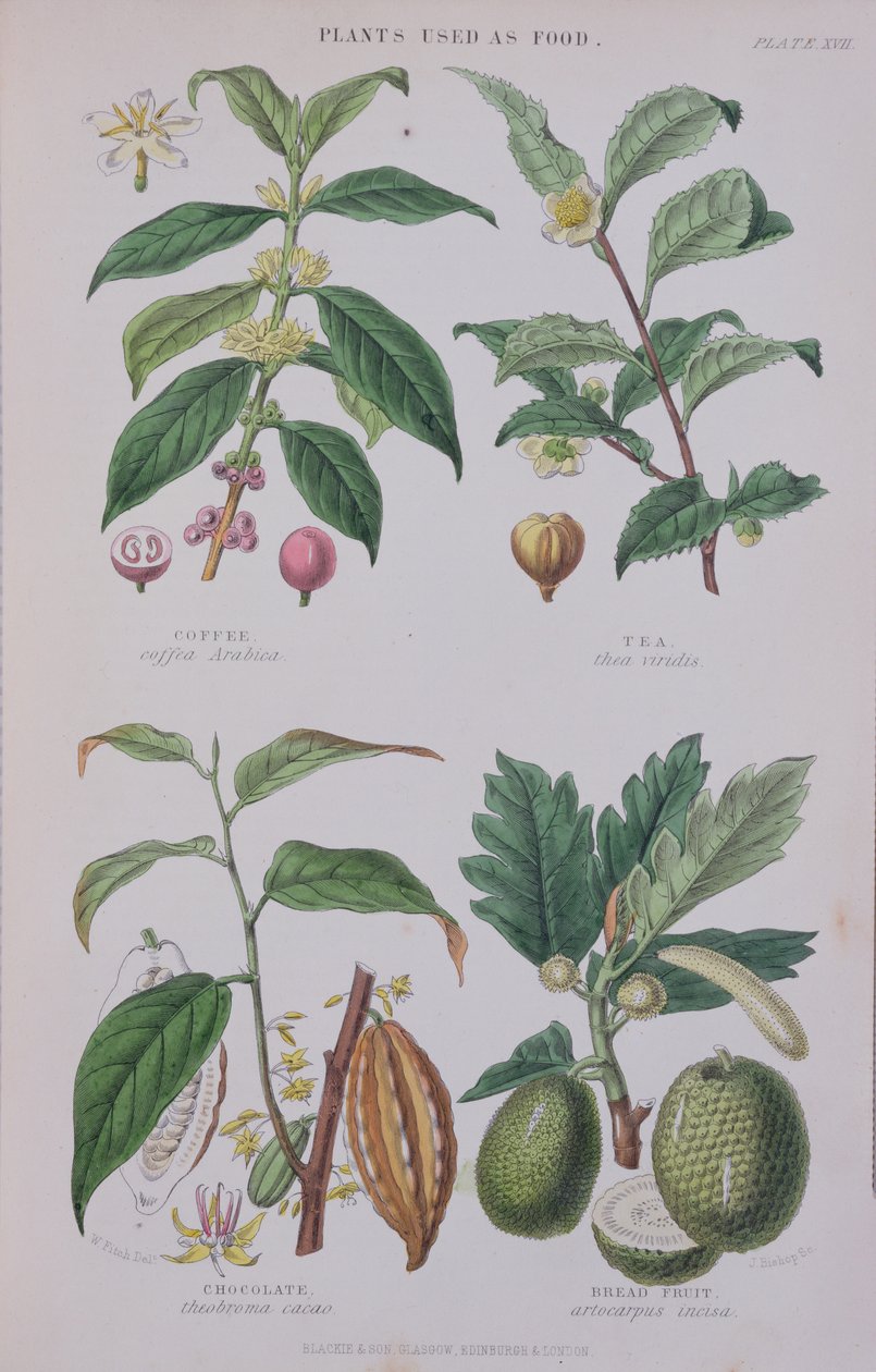 Káva, čaj, čokoláda a chleba, talíř z botanické studie, vyryl J. Bishop, 1872 od W.H. Fitch