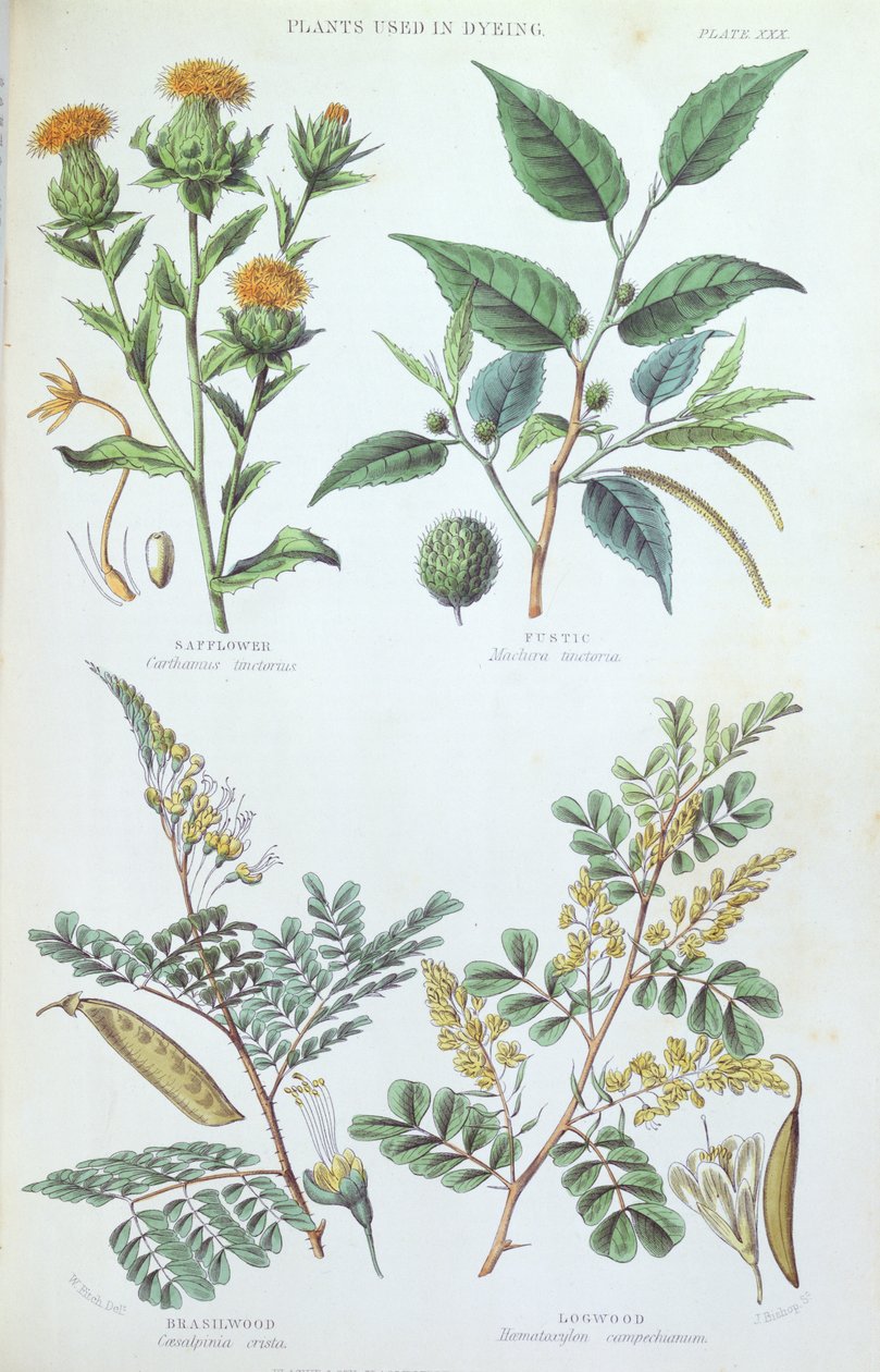 Rostliny používané v barvířství, deska z botanické studie, vyryl J. Bishop, 1872 od W. Fitch