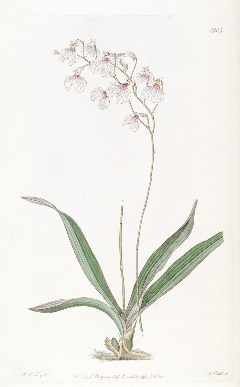Ionopsis utricularioides_ od W.B.B.
