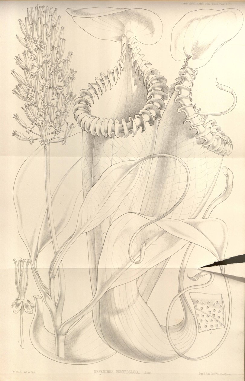 Nepenthes edwardsiana z Transactions of the Linnean Society of London, sv. 22 od W.H. Fitch