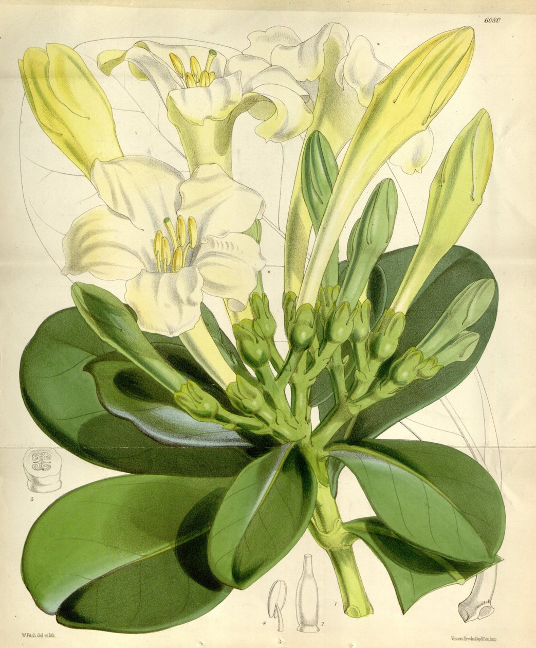 Fagraea ceilanica od W.H. Fitch