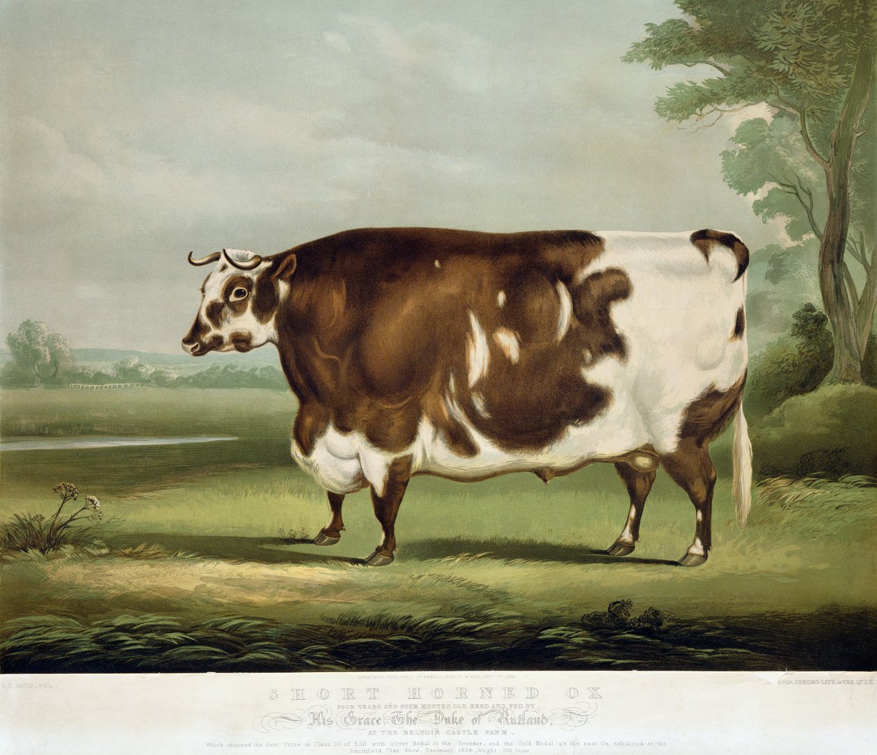Krátký rohatý vůl, vyrytý Johnem Dayem, 1856 (barevná rytina) od W.H. Davis