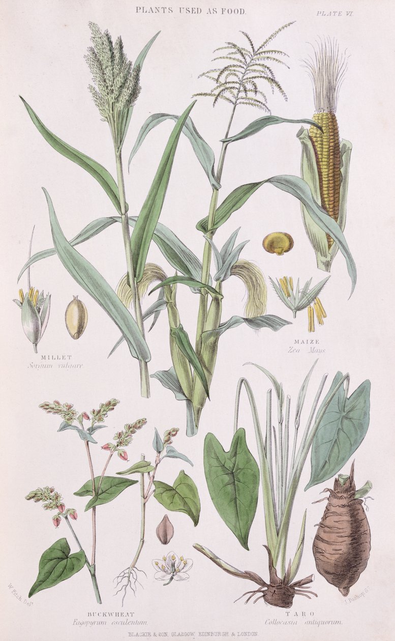 Proso, kukuřice, pohanka a Taro, ilustrace z Historie rostlinného království od Williama Rhinda 1797-1874, 1872 barevná rytina od W.H. Fitch