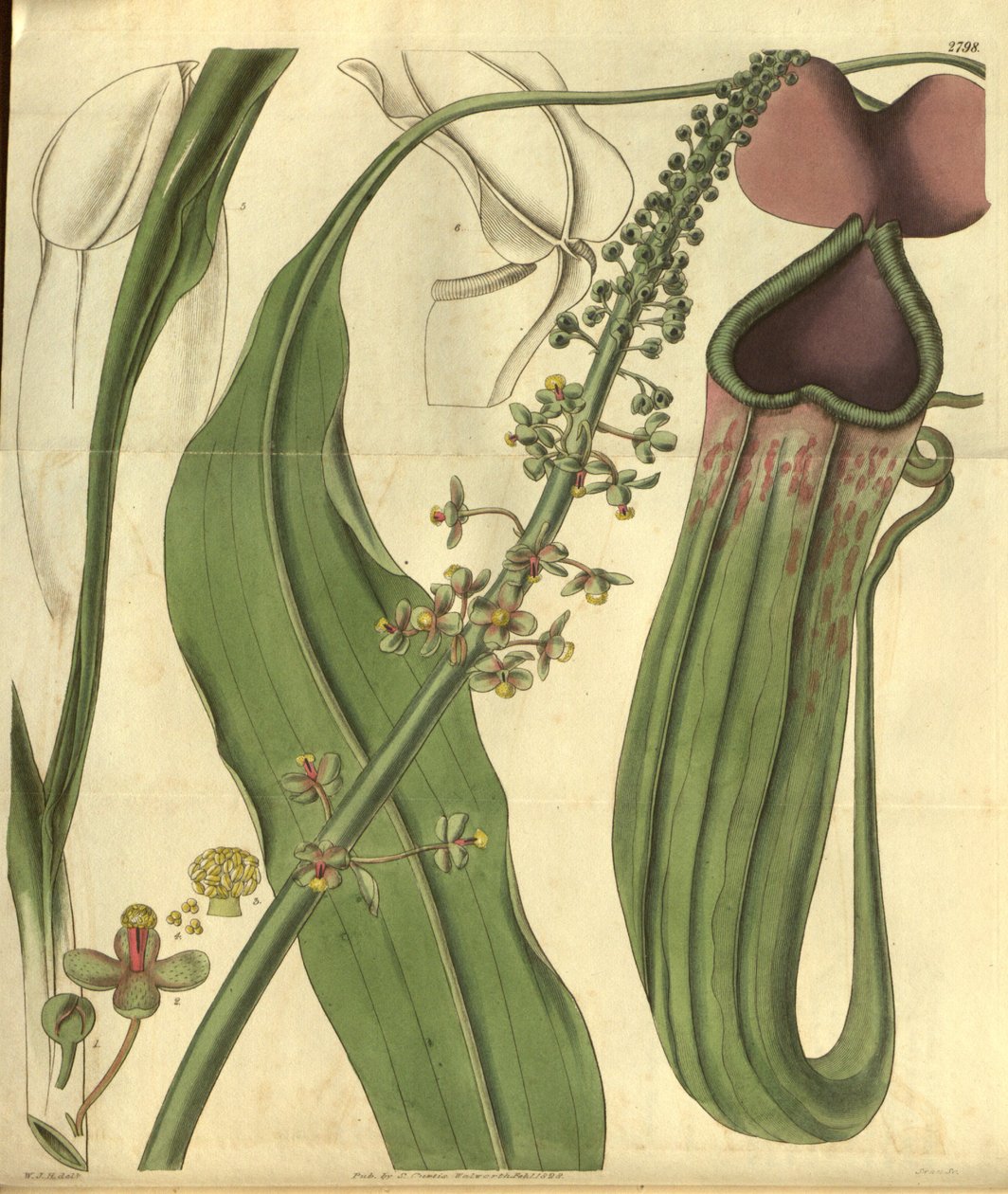 Nepenthes khasiana z Curtisova botanického časopisu od W.J.Hooker