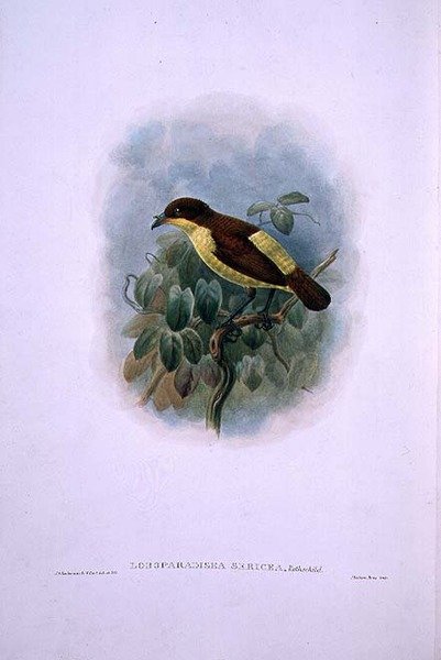 Loboparadisea serica, Vodomilný pták rajský (barevná litografie) od W. and Keulemans J.G. Hart