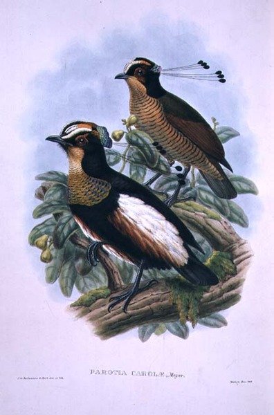 Šestidrátový ráj královny Caroly (barevné lito) od W. and Keulemans J.G. Hart