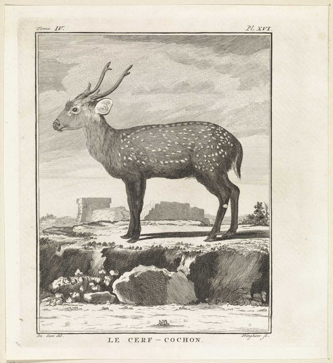 Hert Le Cerf-Cochon (název na objektu) od W. Tringham
